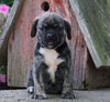 English Bulldog/Puggle For Sale Sugarcreek, OH Female- Winnie