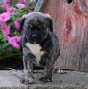 English Bulldog/Puggle For Sale Sugarcreek, OH Female- Winnie