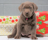AKC Registered Silver Labrador Retriever For Sale Millersburg OH, Female - Sprinkles- BLACK FRIDAY SPECIAL-