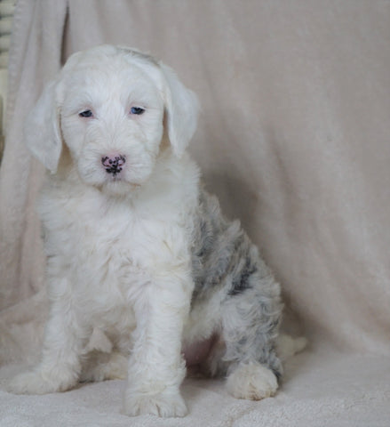 Mini Sheepadoodle For Sale Holmesville, OH Female- Blossom