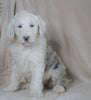 Mini Sheepadoodle For Sale Holmesville, OH Female- Blossom