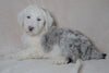 Mini Sheepadoodle For Sale Holmesville, OH Female- Blossom