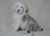 Mini Sheepadoodle For Sale Holmesville, OH Female- Blossom