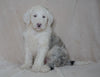 Mini Sheepadoodle For Sale Holmesville, OH Female- Blossom