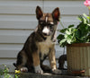 German Shepherd/ Siberian Husky For Sale Millersburg, OH Female- Oakley