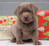 AKC Registered Silver Labrador Retriever For Sale Millersburg OH, Female - Snowball- BLACK FRIDAY SPECIAL-