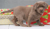 AKC Registered Silver Labrador Retriever For Sale Millersburg OH, Female - Snowball- BLACK FRIDAY SPECIAL-
