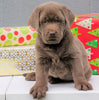 AKC Registered Silver Labrador Retriever For Sale Millersburg OH, Male - Donner- BLACK FRIDAY SPECIAL-