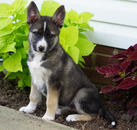 German Shepherd/ Siberian Husky For Sale Millersburg, OH Female- Oakley