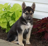 German Shepherd/ Siberian Husky For Sale Millersburg, OH Male- Harley