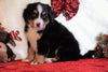 ACA Registered Bernese Mountain Dog For Sale Fredericksburg, OH Male - Oakley