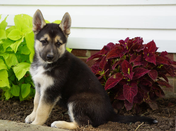 German Shepherd/ Siberian Husky For Sale Millersburg, OH Male- Harley