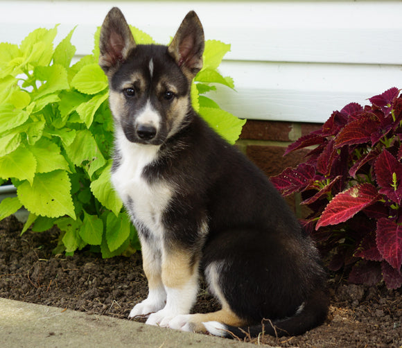 German Shepherd/ Siberian Husky For Sale Millersburg, OH Male- Bruno