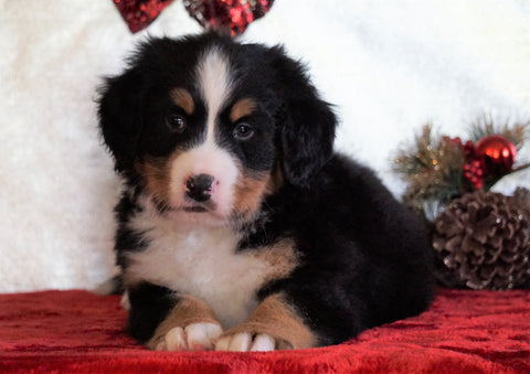 ACA Registered Bernese Mountain Dog For Sale Fredericksburg, OH Male - Oakley