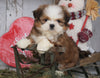 Shih Tzu For Sale Millersburg, OH Male - Drake