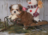 Shih Tzu For Sale Millersburg, OH Male - Drake