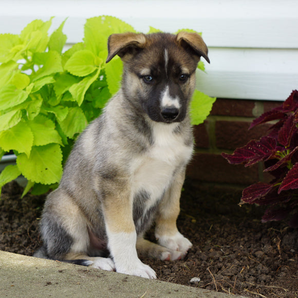 German Shepherd/ Siberian Husky For Sale Millersburg, OH Male- Max