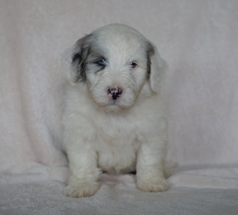Mini Sheepadoodle For Sale Holmesville, OH Male- Cooper