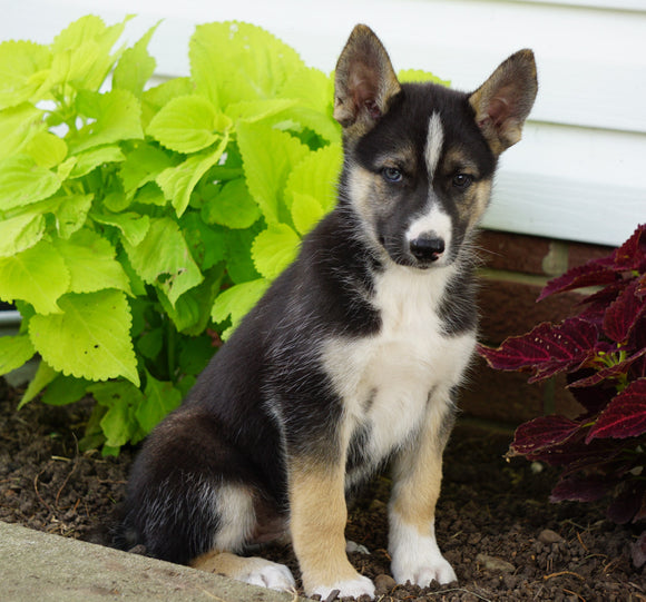 German Shepherd/ Siberian Husky For Sale Millersburg, OH Female- Tillie