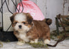 Shih Tzu For Sale Millersburg, OH Male - Drake