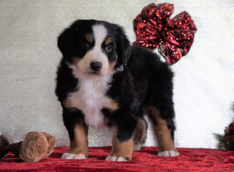 ACA Registered Bernese Mountain Dog For Sale Fredericksburg, OH Male - Bentley