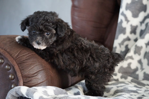 Teacup Poodle For Sale Sugarcreek Ohio Female Minnie