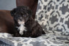 Teacup Poodle For Sale Sugarcreek Ohio Female Minnie