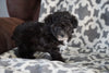 Teacup Poodle For Sale Sugarcreek Ohio Female Minnie