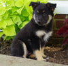 Toy Terrier Mix For Sale Millersburg, OH Female- Rosie