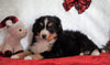 ACA Registered Bernese Mountain Dog For Sale Fredericksburg, OH Female - Lucy
