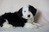 Mini Sheepadoodle For Sale Holmesville, OH Male- Oliver