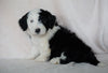 Mini Sheepadoodle For Sale Holmesville, OH Male- Oliver