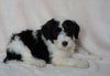 Mini Sheepadoodle For Sale Holmesville, OH Male- Crew