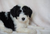 Mini Sheepadoodle For Sale Holmesville, OH Male- Crew