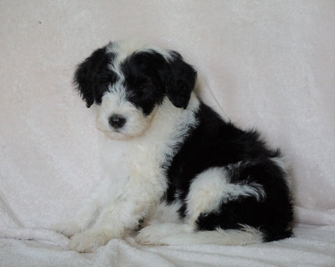 Mini Sheepadoodle For Sale Holmesville, OH Male- Crew