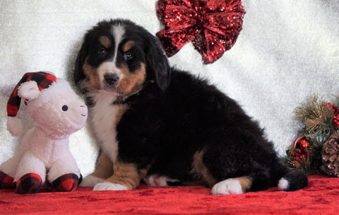 ACA Registered Bernese Mountain Dog For Sale Fredericksburg, OH Female - Heidi