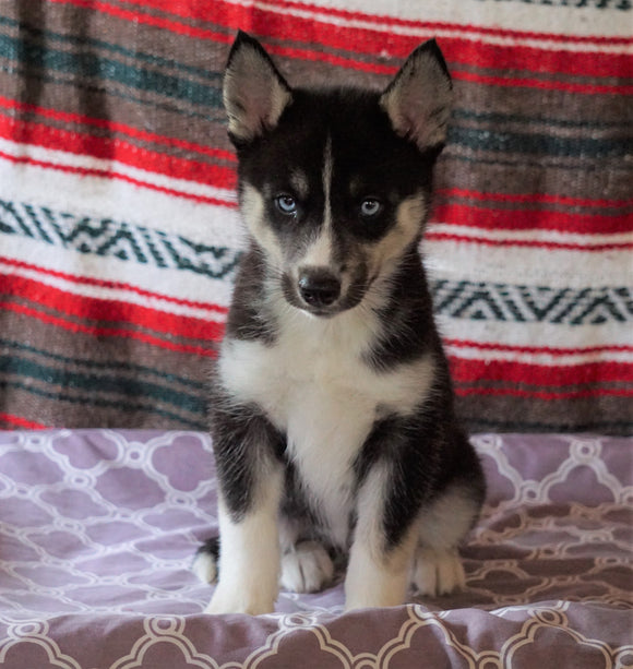 Siberian Husky For Sale Fredericksburg, OH Female- Roleta