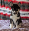 Siberian Husky For Sale Fredericksburg, OH Female- Roleta
