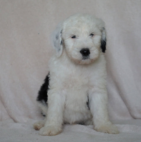 Mini Sheepadoodle For Sale Holmesville, OH Male- Chance