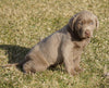 AKC Registered Silver Labrador Retriever For Sale Sugarcreek, OH Female- Lexi