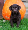 Chocolate Labrador Retriever For Sale Sugarcreek, OH Female- Clover