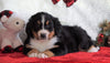 ACA Registered Bernese Mountain Dog For Sale Fredericksburg, OH Female - Greta