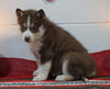 Siberian Husky For Sale Fredericksburg, OH Female - Breann