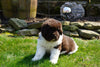 AKC Registered Newfoundland Puppy For Sale Fresno Ohio Female Roxy