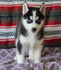 Siberian Husky For Sale Fredericksburg, OH Female- Rachelle