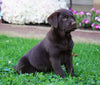 Chocolate Labrador Retriever For Sale Sugarcreek, OH Female- Clover