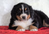 ACA Registered Bernese Mountain Dog For Sale Fredericksburg, OH Female - Greta