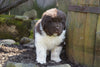 AKC Registered Newfoundland Puppy For Sale Fresno Ohio Female Roxy