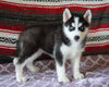 Siberian Husky For Sale Fredericksburg, OH Female- Rachelle