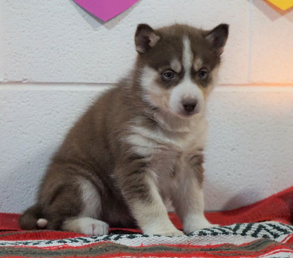 Siberian Husky For Sale Fredericksburg, OH Female - Breann